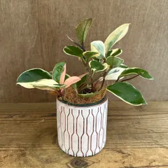 ホヤ カルノーサ リップカラー ガラス鉢 現品 サクララン 桜蘭 Hoya carnosa lip color サクララン 桜蘭 観葉植物 観葉 植物 珍奇植物 つる性 ハンギングにおすすめ プレゼント 贈り物 人生の出発 人生の門出