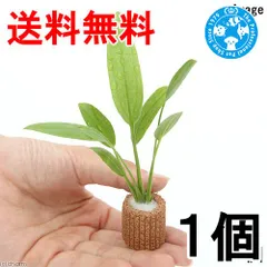 2026年最新】水草エキノドルス水上の人気アイテム - メルカリ