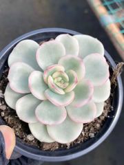 新入荷 イチゴがトロトロ×128苗 多肉植物 土根付き エケベリア セダム