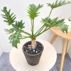 2025年最新】クッカバラの人気アイテム - メルカリ