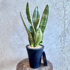 大型 幹太 根上がり モンステラ デリシオーサ 9号 テラコッタ鉢植え