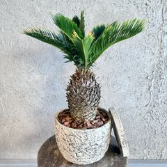 大型　美形　根上がり　モンステラ　デリシオーサ　テラコッタ鉢植え　受け皿付き 大型 美形 根上がり モンステラ デリシオーサ テラコッタ鉢植え 受け皿付き