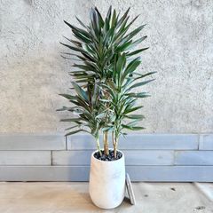 大型 幹太 根上がり モンステラ デリシオーサ 9号 テラコッタ鉢植え