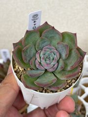 多肉植物 リンゼアナxホーリンゼ TYさん苗 自家受粉 - メルカリ
