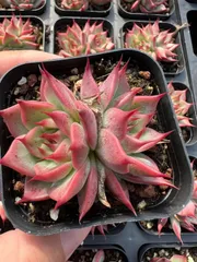 新入荷　トスカネリー2頭×50株 多肉植物 エケベリア セダム アエオニウム 韓国苗 寄せ植え　詰め合わせ YP45