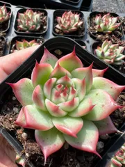 新入荷　トスカネリー×50株 多肉植物 エケベリア セダム アエオニウム 韓国苗 寄せ植え　詰め合わせ YP40