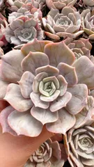 2026年最新】ルナレン多肉植物の人気アイテム - メルカリ