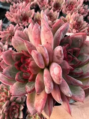 新入荷　ピンクチェーり×25株 多肉植物 エケベリア セダム アエオニウム 韓国苗 寄せ植え　詰め合わせ YP105