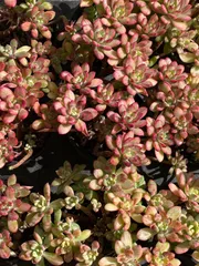 発売中　マクドガリー錦　18株セット　抜き苗　美苗　エケベリア　多肉植物　佐川発送　ZZ31