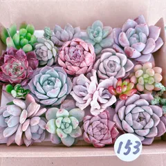153 多肉植物寄せ植えセット