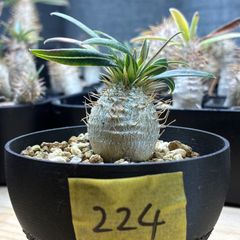 塊根植物】パキポディウム グラキリス 鉢ごと発送 送料無料 #223