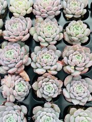 LL080×105苗 恩寵 土付き 新入荷 多肉植物 詰め合わせ エケベリア