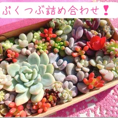yonanamu 様　割引き済み　②ぷくぷくつぶつぶ❣️韓国苗入り　　カット苗詰め合わせ❣️美人　多肉弁当　寄せ植えセット　エケベリア　セダム　パキフィツム　パキベリア　チーズ
