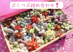 フォロー割あり❣️①ぷくぷくつぶつぶカット苗詰め合わせ❣️美人　多肉弁当　寄せ植えセット　エケベリア　セダム　パキフィツム　チーズ　多肉植物セット