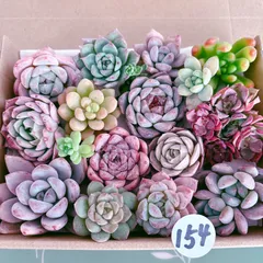 2025年最新】多肉植物エケベリアセットの人気アイテム - メルカリ