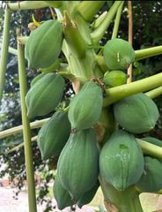 青パパイヤ20kg 購入されてから収穫 新鮮 - メルカリ