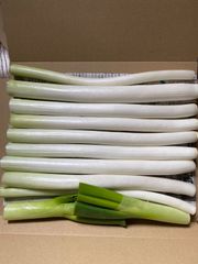 ネギ　ネコポス　農家直送　緑ネギ一本
