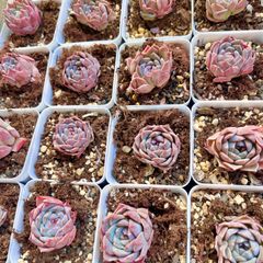 多肉植物 韓国苗 ピンクリップスティック 抜き苗 - メルカリ