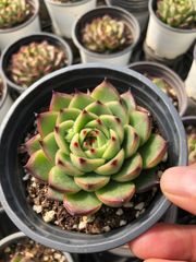 Z50×40株 ブルーアップル 抜き苗 多肉植物 アエオニウム エケベリア