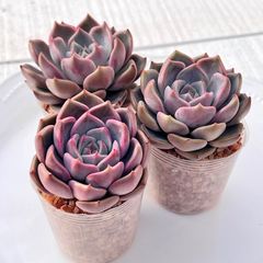 多肉植物 バニラビズ錦 韓国苗 - メルカリ