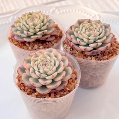 多肉植物 バニラビズ錦 韓国苗 - メルカリ
