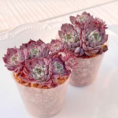 多肉植物 韓国苗 バニラビズ＆バニラビズ錦 多肉植物 バニラビズ錦 韓国苗 - メルカリ