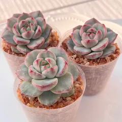 2025年最新】多肉植物錦の人気アイテム - メルカリ