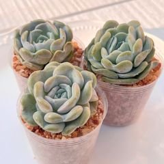 多肉植物 キャロライン 韓国苗 - メルカリ