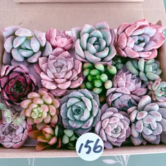 156 多肉植物寄せ植えセット