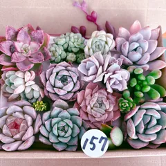 2025年最新】多肉植物寄せ植えセットの人気アイテム - メルカリ