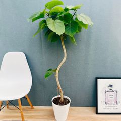 現品］☆珍しい☆ 31番 フィカス エベレスト 曲がり 7号 観葉植物 室内