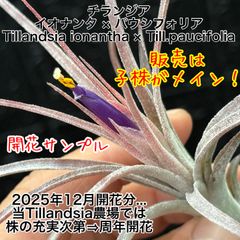 現品＊ 花芽＊ チランジア イオナンタ × パウシフォリア Tillandsia ionantha × Tillandsia paucifolia＊エアプランツ＠フラワーショップ江口