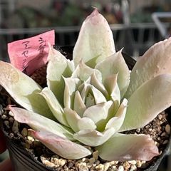 多肉植物♡ブルーアップル❤︎抜き苗(根付き) - メルカリ