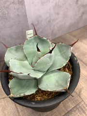 2025年最新】アガベ吉祥天の人気アイテム - メルカリ