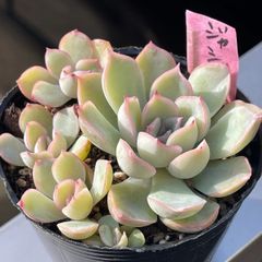 多肉植物♡ブルーアップル❤︎抜き苗(根付き) - メルカリ