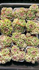 新入荷　レッドクリスタル×50株 多肉植物 エケベリア セダム アエオニウム 韓国苗 寄せ植え　詰め合わせ YP338