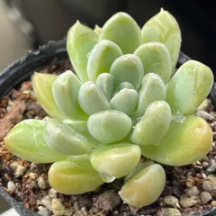 多肉植物つぶつぶ屋さん♡おもち❤︎抜き苗(根付き)