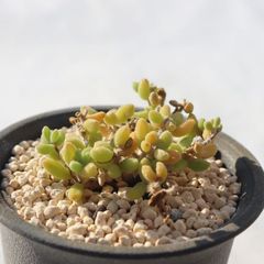 新入荷 ドロサンテマム アイスクリスタル 10株 画像通りの発送 多肉