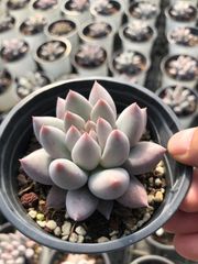 Z59×32苗 ラノリンボール 新入荷 抜き苗 多肉植物 詰め合わせ