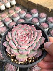 Z61×32苗 虹の玉 新入荷 抜き苗 多肉植物 詰め合わせ アエオニウム