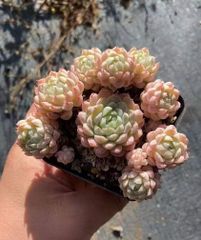 Z59×32苗 ラノリンボール 新入荷 抜き苗 多肉植物 詰め合わせ