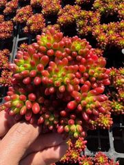 Z61×32苗 虹の玉 新入荷 抜き苗 多肉植物 詰め合わせ アエオニウム