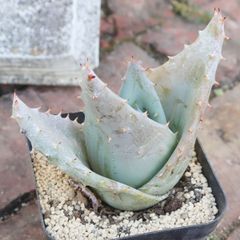 727 多肉植物 アロエ 実生 金元宝 キムウォンボ 特選大株 3株同梱