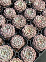 新入荷　パープルクリスタル×50株 多肉植物 エケベリア セダム アエオニウム 韓国苗 寄せ植え　詰め合わせ QS1071