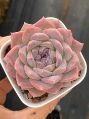 新入荷　パープルクリスタル×50株 多肉植物 エケベリア セダム アエオニウム 韓国苗 寄せ植え　詰め合わせ QS1196