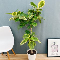 ［現品］2番　フィカス　アルテシマ　曲がり　8号　観葉植物　室内　大型　ゴムの木 現品］H フィカス アルテシマ 曲がり 8号 観葉植物 室内 大型 ゴムの木