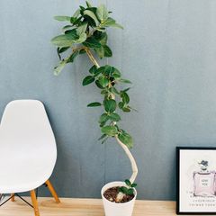 現品］♡かわいい♡ 24番 柱サボテン 鬼面角 ブランチ 5号 観葉植物