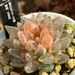 2026年最新】オブツーサ 糊斑の人気アイテム - メルカリ