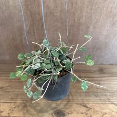 ホヤ カーティシー① 現品　サクララン 桜蘭  Hoya curtisii   ホヤ カーティシー  Hoya curtisii サクララン 桜蘭  観葉植物 観葉 植物 珍奇植物 珍奇 珍しい 希少 レア つる性 つる性植物 ハンギング 吊るす