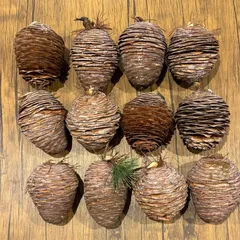 ヒマラヤスギの松ぼっくり5個セット ヒマラヤスギの松ぼっくり全部